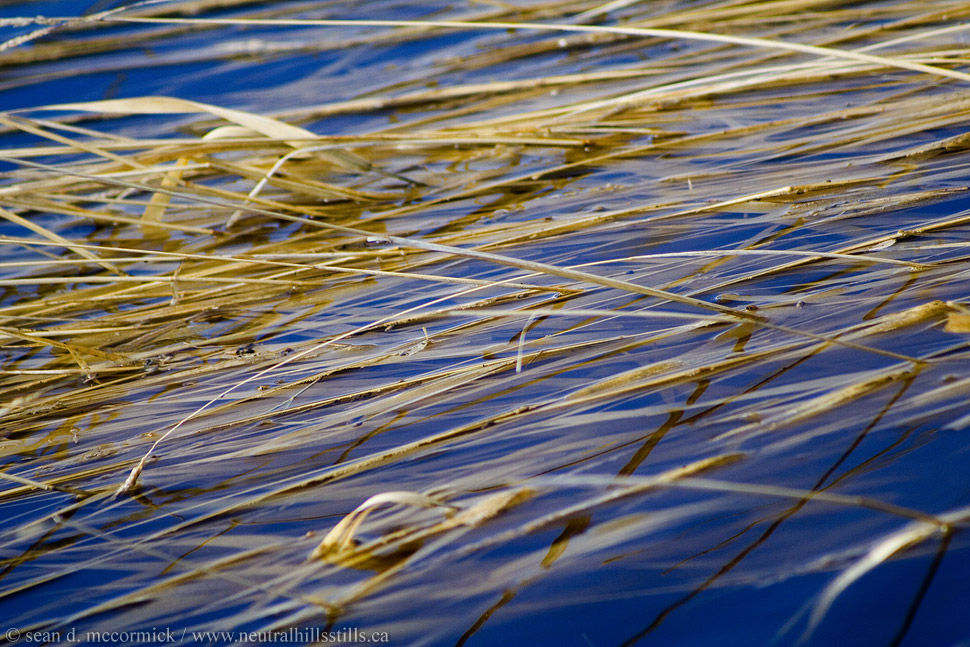 Slough grass in spring melt water