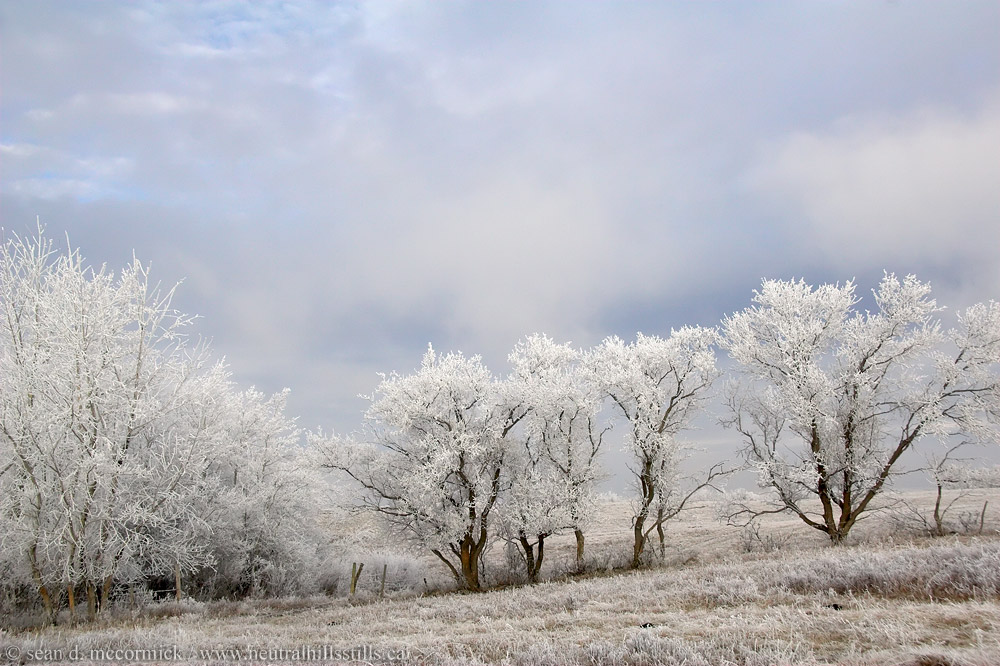 Frosty view