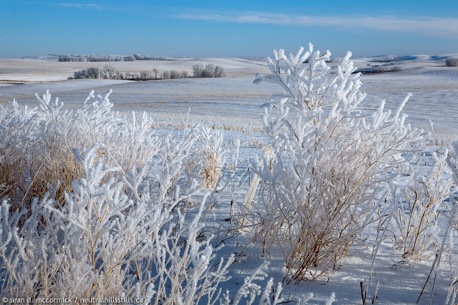 The Neutrals in the winter