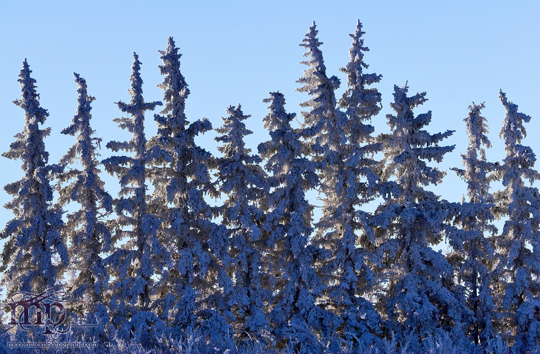 Frosted trees lining Altario Cemetery