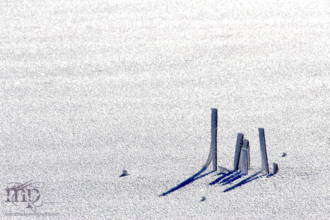 Frozen reeds