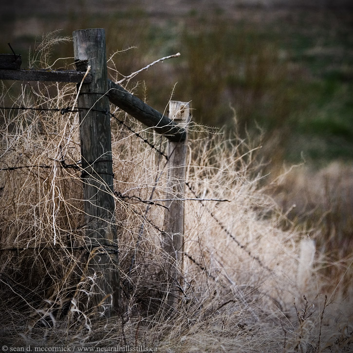 rural ku #1 - a cheek nod to Mark Hobson