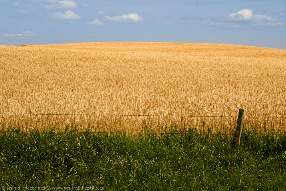 Prime looking wheat crop [2 of 2]