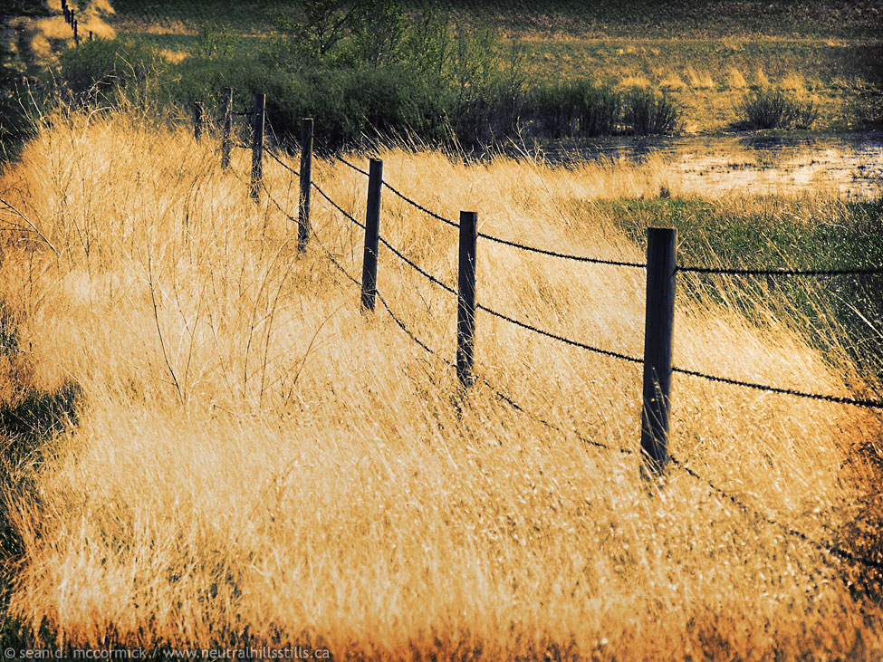 Fence on the Alta/Sask divide