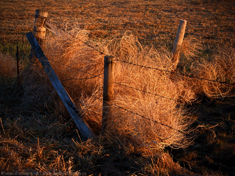 Tumbleweed trap