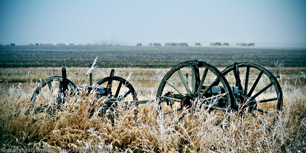 Wagon wheels with swath fed cattle in distance