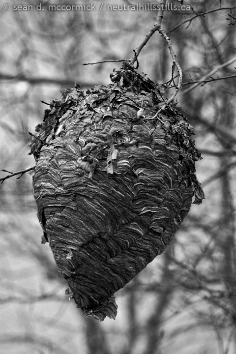 The mother of all wasps' nests [1 of 2]