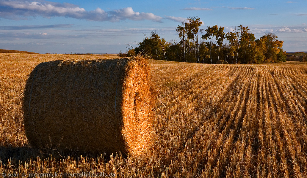 Straw bale in the wheat stubble