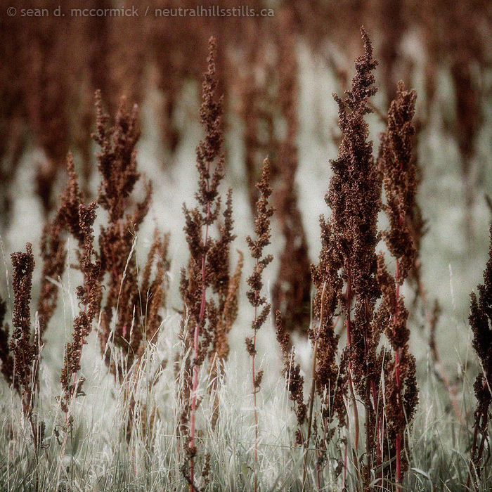Ragweed