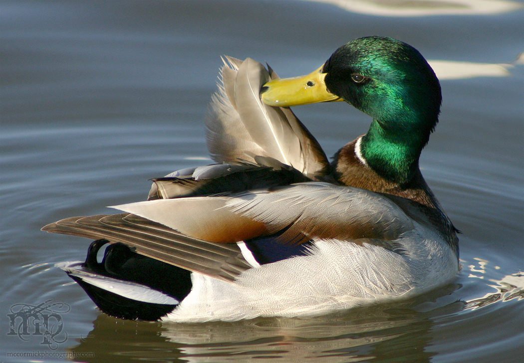 Everything's just ducky