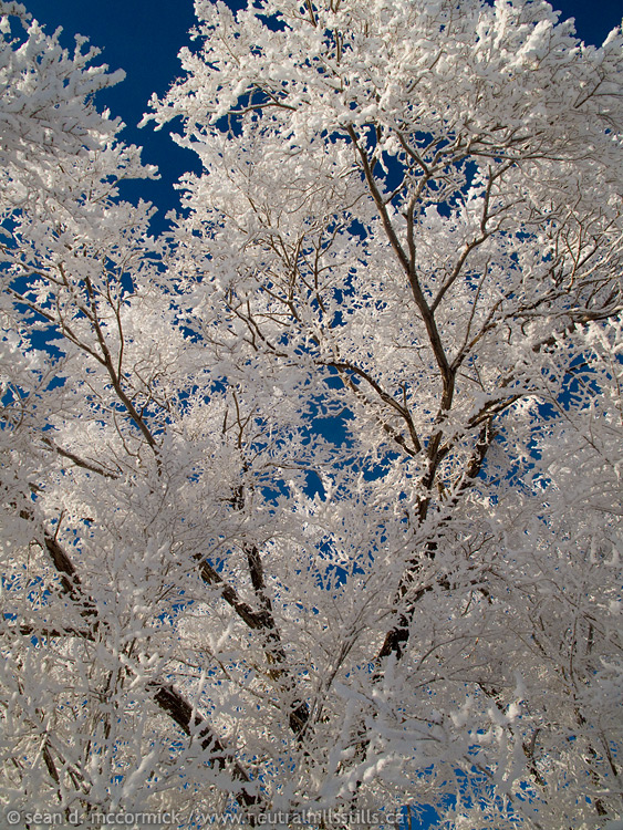 Boxing Day 2009: Frosty trees revisited