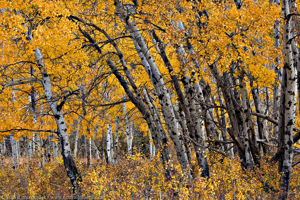 Those yellow devils [1 of 3]