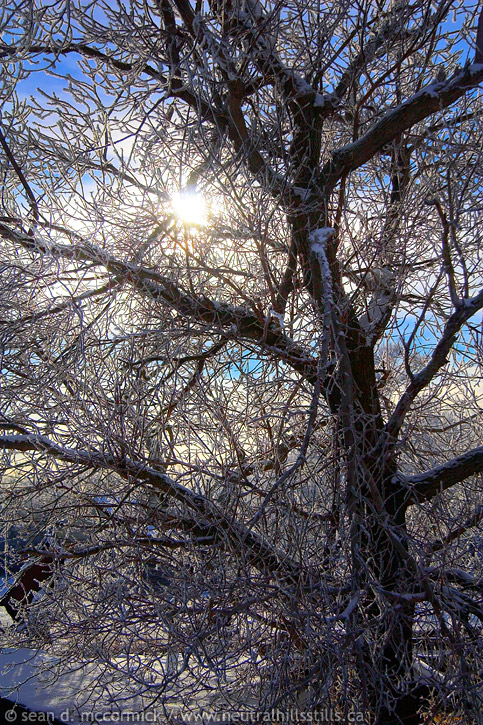 Sun thru the old maple tree