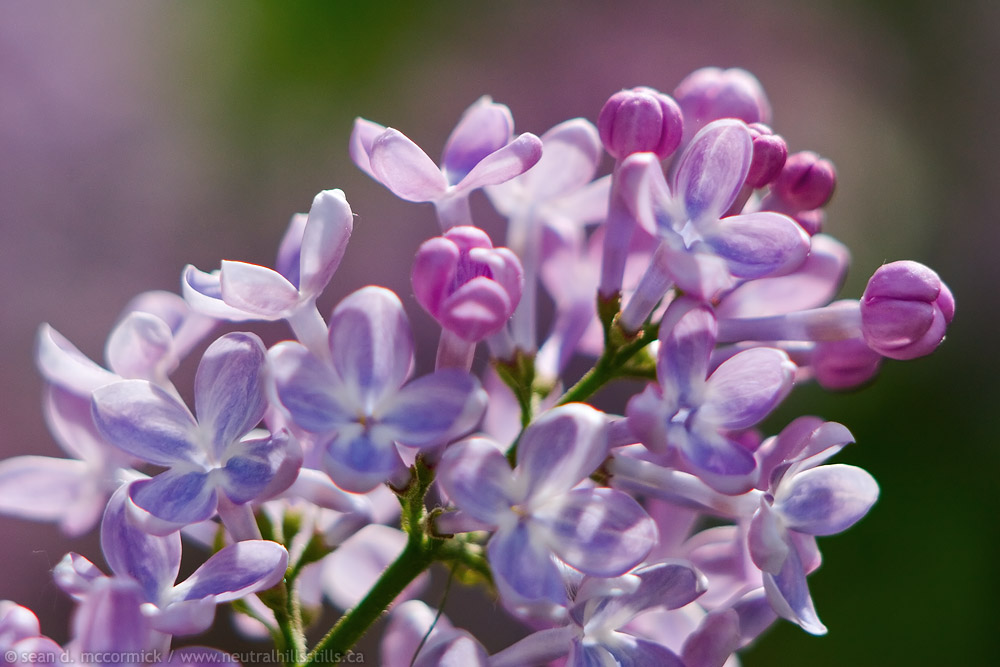 Faye's lilacs [5 of 5]