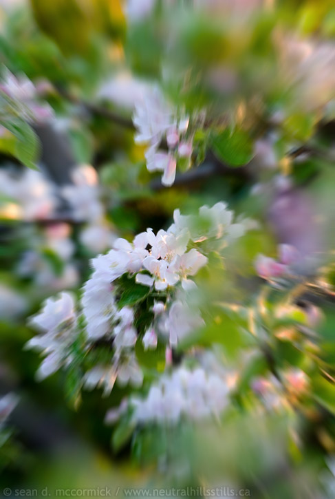 Zoomed blossoms