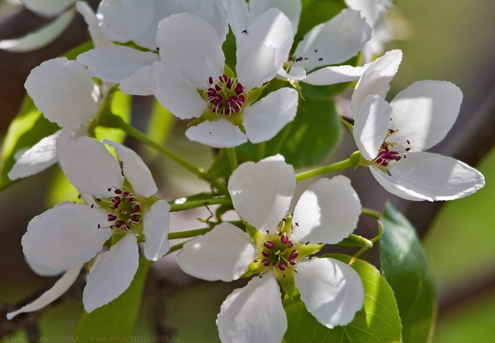 Apple blossoms, spring 2006