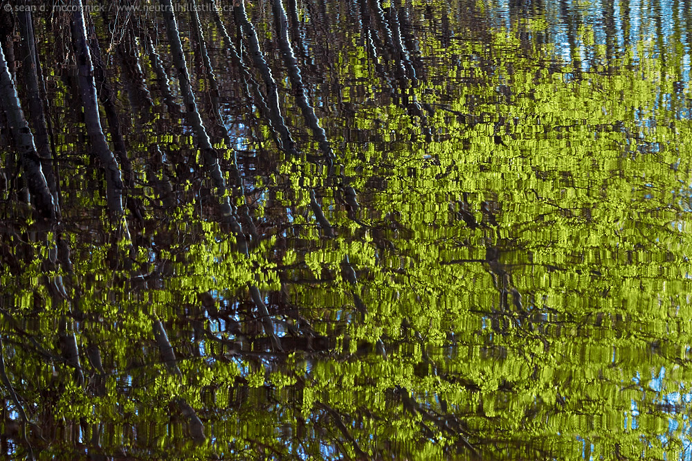 New spring growth [1 of 2]