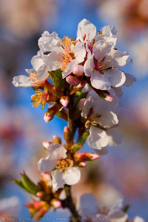Cherry blossoms, spring 2006