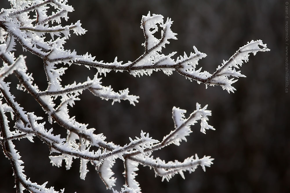 Frost on the maple tree