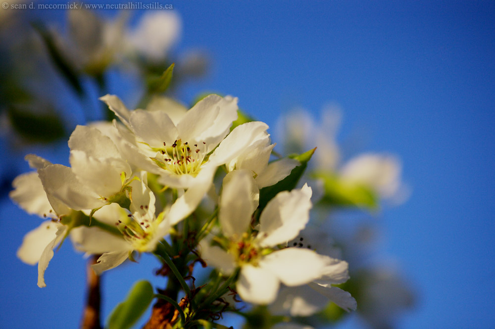 Pear blossoms [1 of 5]