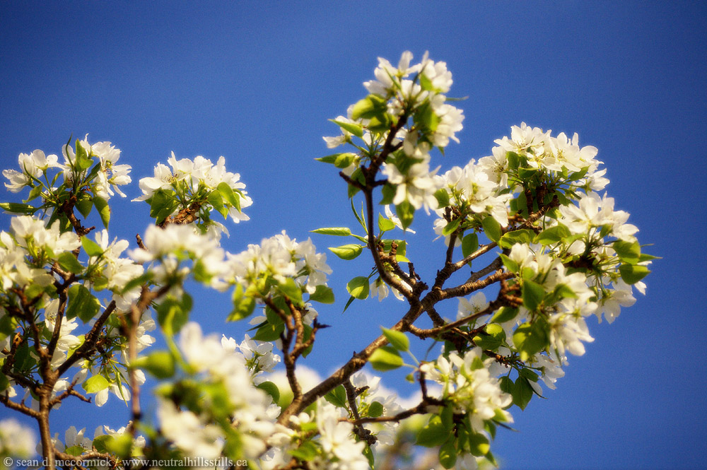 Pear blossoms [3 of 5]