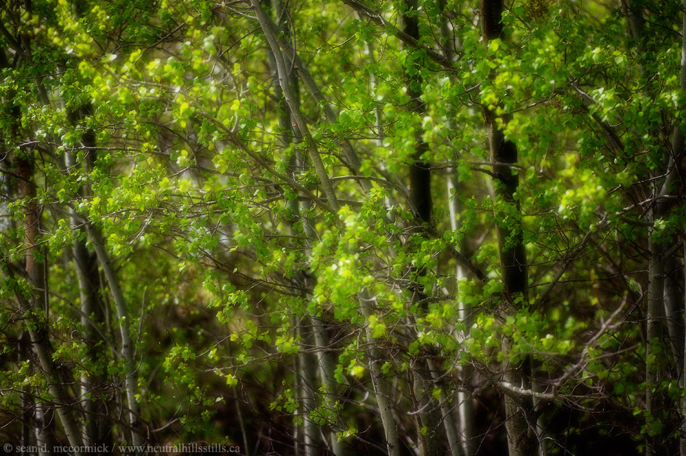Green with envy