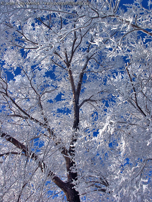 New Year's Eve morning frost [1 of 3]
