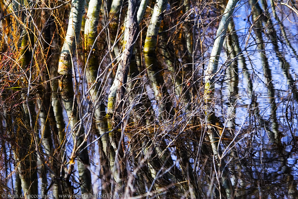 Trees thru the looking glass