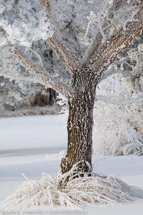 Winter wonderland