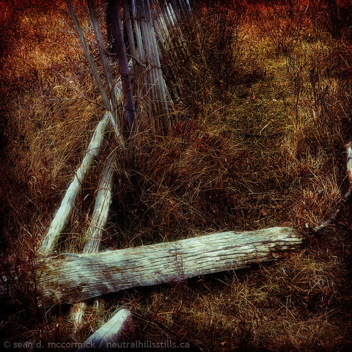 Corral reclaimed by trees [2 of 3]