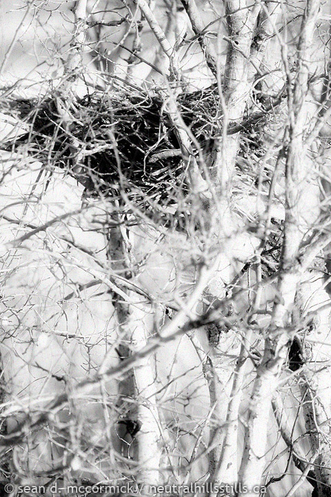 Nesting instinct