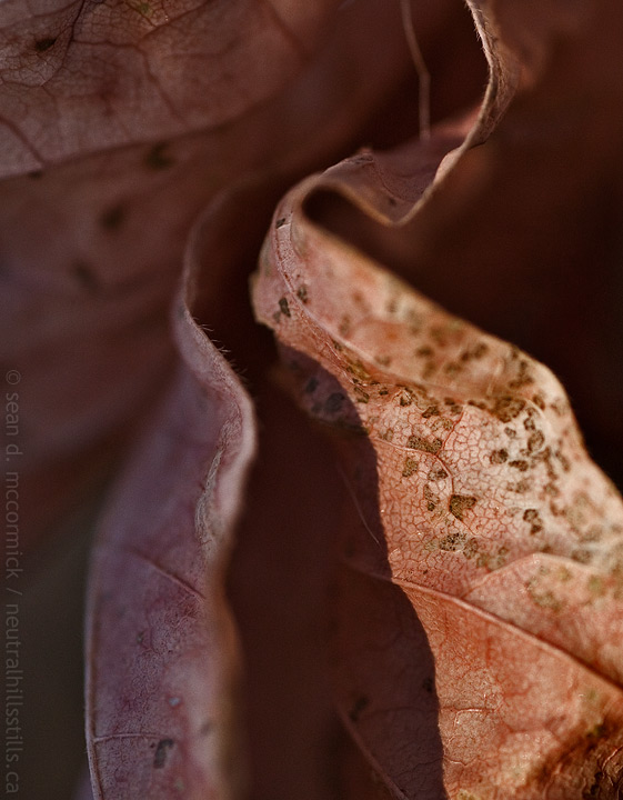 Lost in the folds