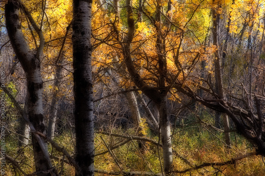 I was walking thru the woods one day...
