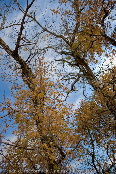 What's left of the leaves
