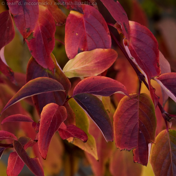 Red leaves! I found read leaves!