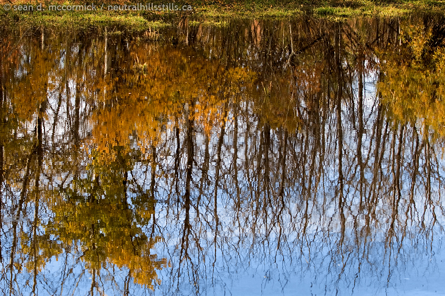 Someone get the Rogaine: Mostly bald trees reflected