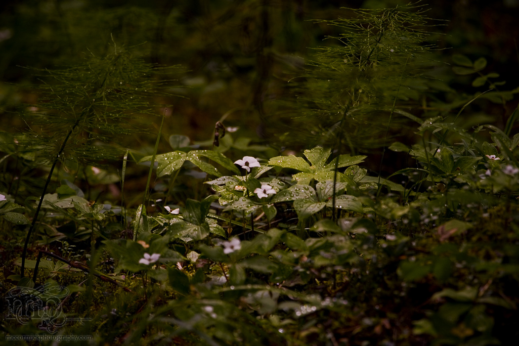 Grand Cache: Wild vegetation