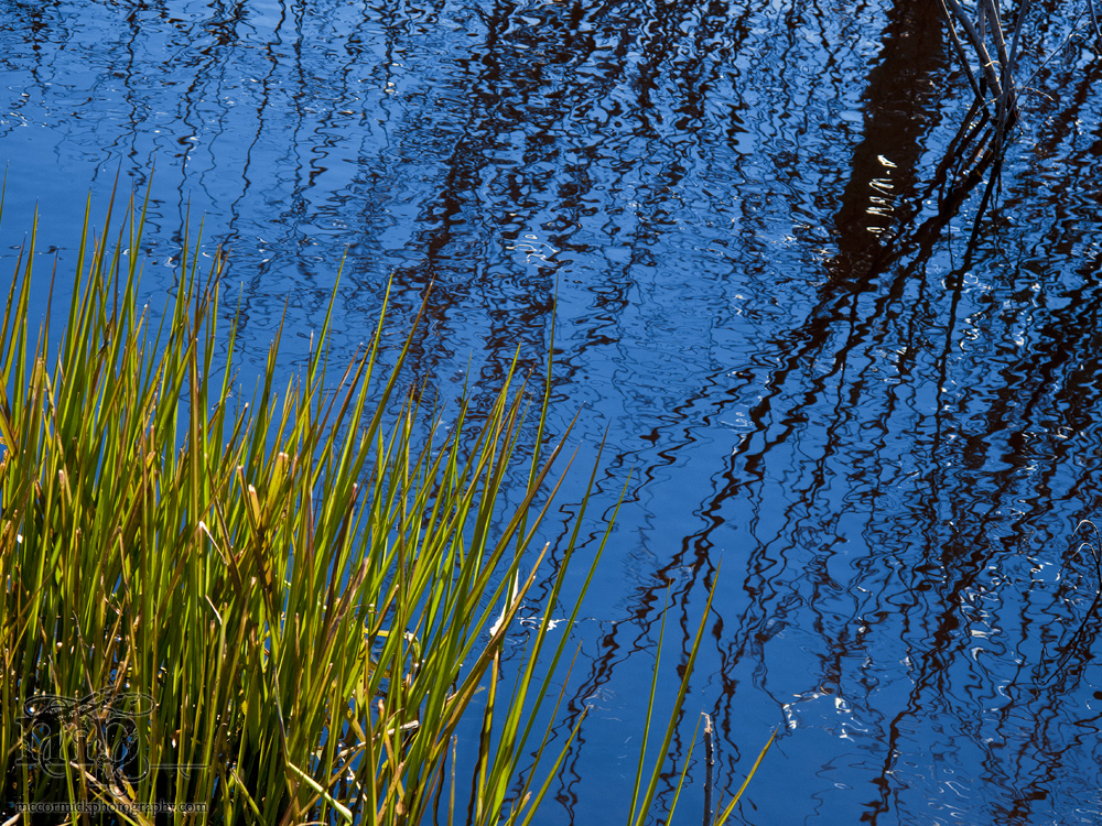Green grass and blue sky