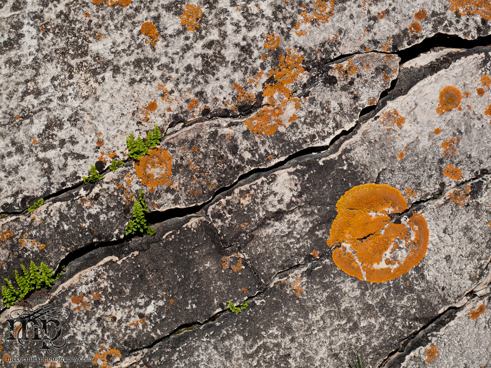 Watson Coulee 2011: Buffalo rubbing rock [5 of 8]