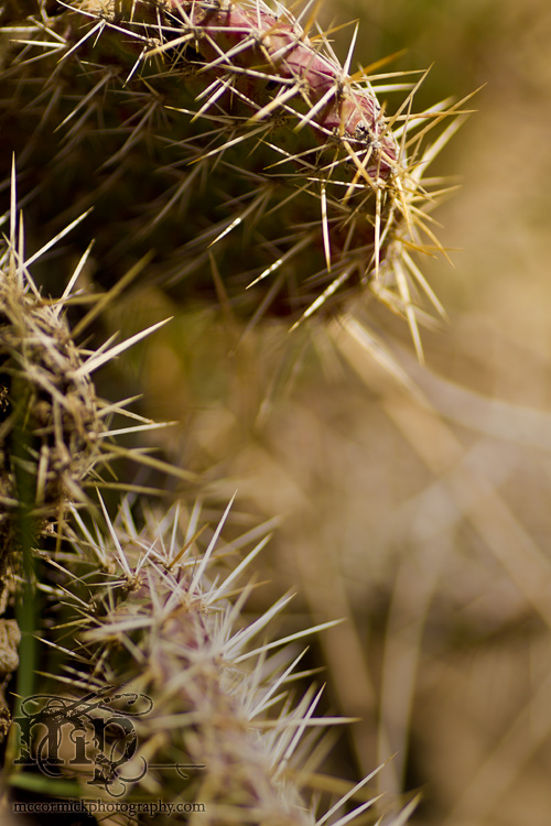 Monitor Mud Buttes, May 10, 2011: Cacti [1 of 3]