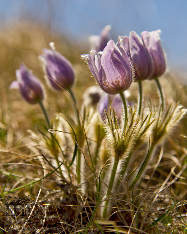 Monitor Mud Buttes, May 10, 2011: Crocuses [1 of 4]