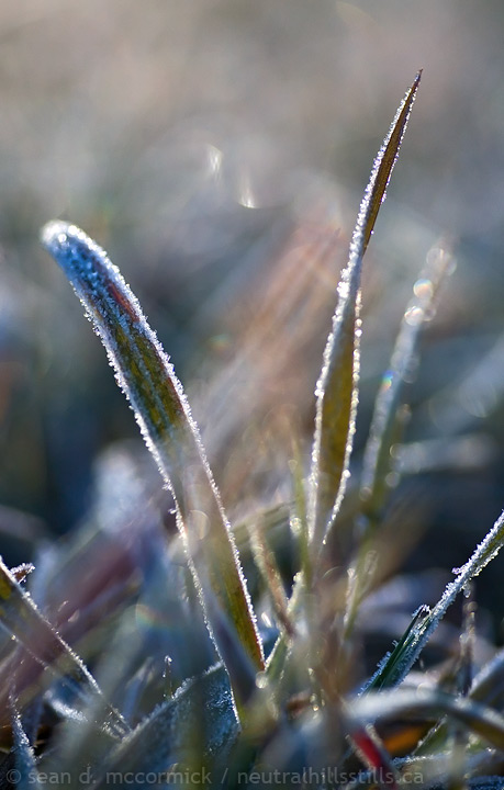 Frosted grass