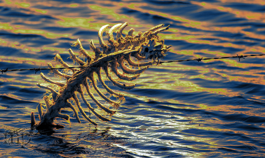 No lack of spine here