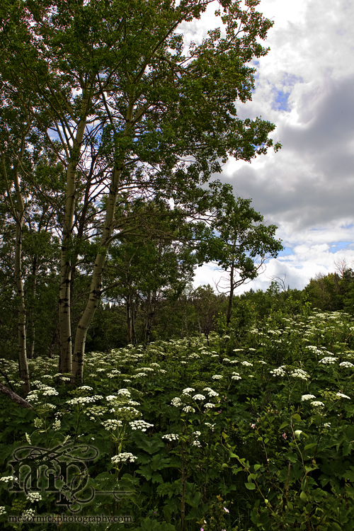 Cypress Hills 2007: Beautiful Hill Side [1 of 2]