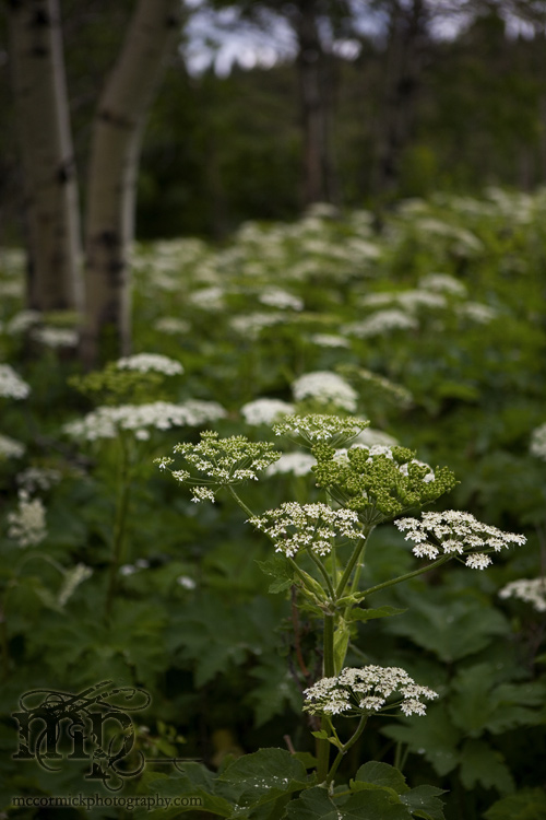 Cypress Hills 2007: Vegetation (Colour)  [2 of 3]