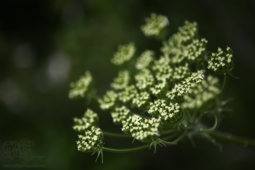 Cypress Hills 2007: Vegetation (Colour)  [1 of 3]