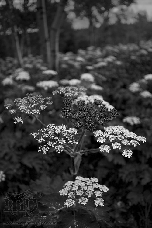 Cypress Hills 2007: Vegetation (B&W)  [1 of 2]