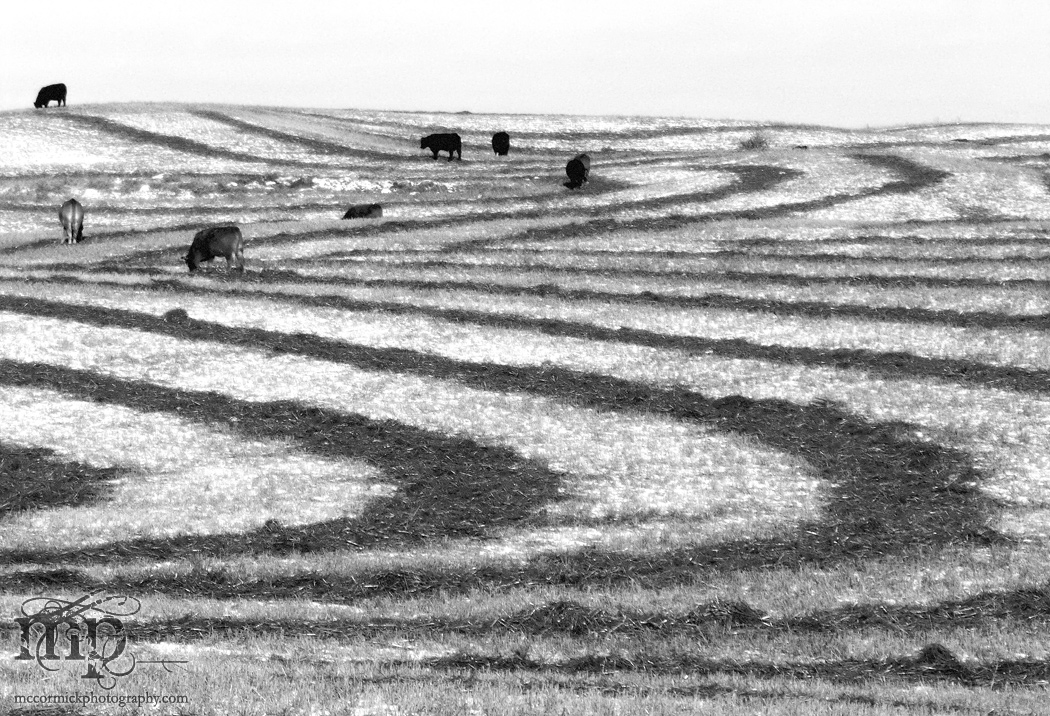 Swath grazing with style