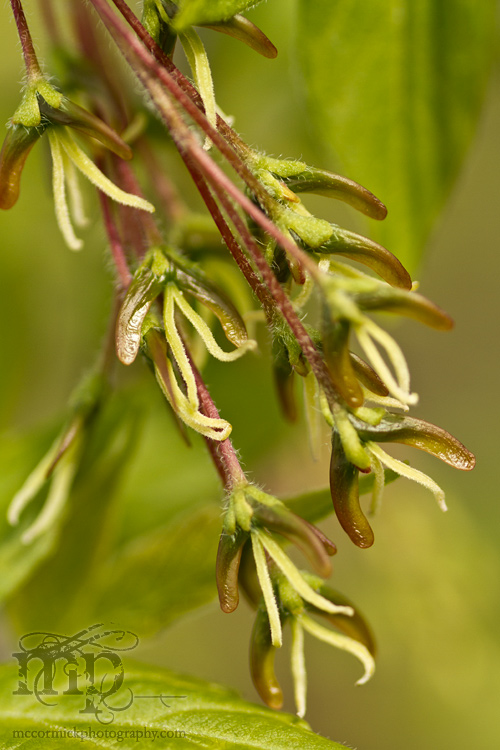 Maple tree bits closeup