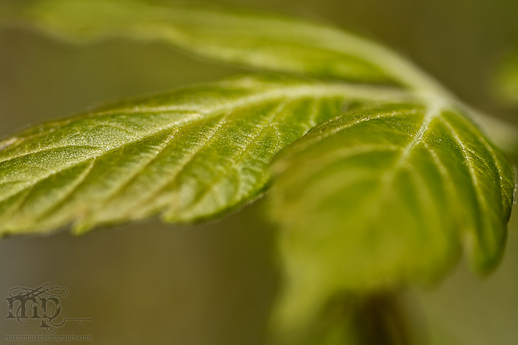 Newborn Maple Leaves